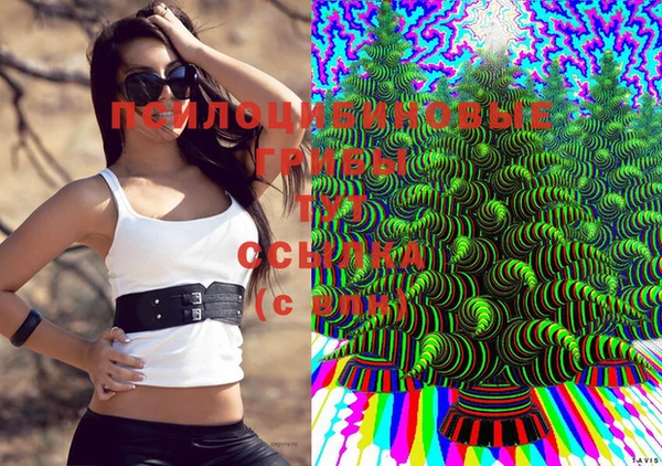 стаф Аркадак
